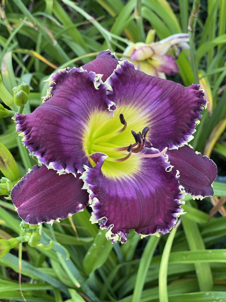 Photo of the bloom of Daylily (Hemerocallis 'Broken Chains') posted by
