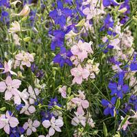 Rocket Larkspur (Consolida ajacis 'Bunny Bloom') in the Consolidas