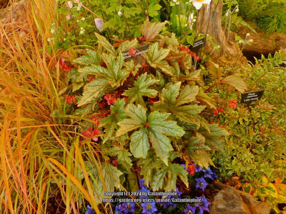 Photo of the entire plant of Hardy Begonia (Begonia 'Silver Splendor ...