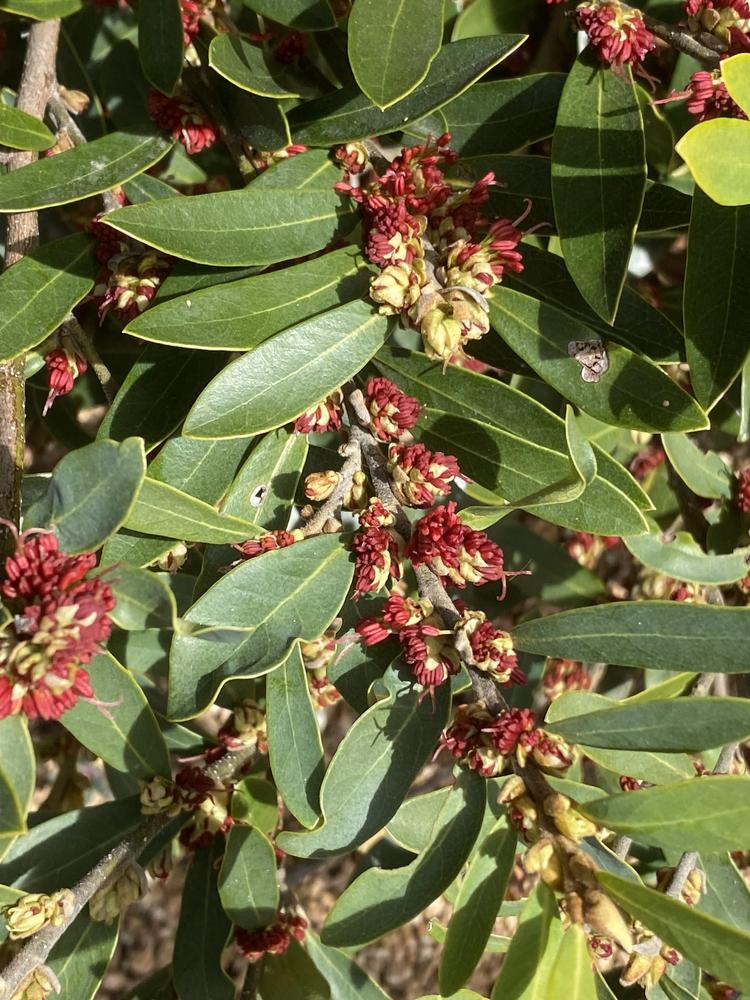 Photo of the bloom of Myrtleleaf Distylium (Distylium myricoides