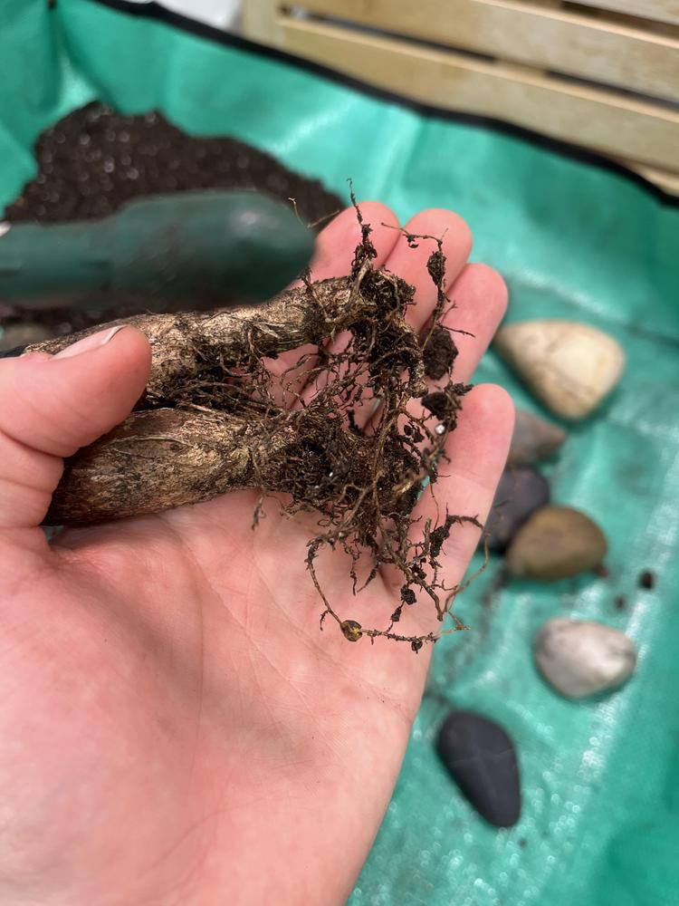 Money tree repotting needed for poor root growth? in the Ask a Question ...