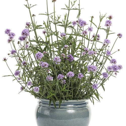 Photo of the entire plant of Verbena (Verbena bonariensis Meteor Shower