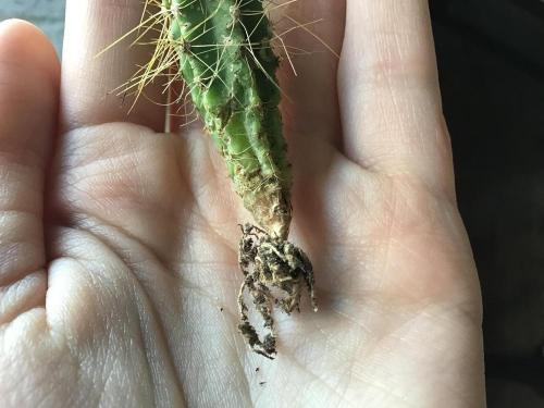 Cactus root rot??? in the Cactus and Succulents forum - Garden.org