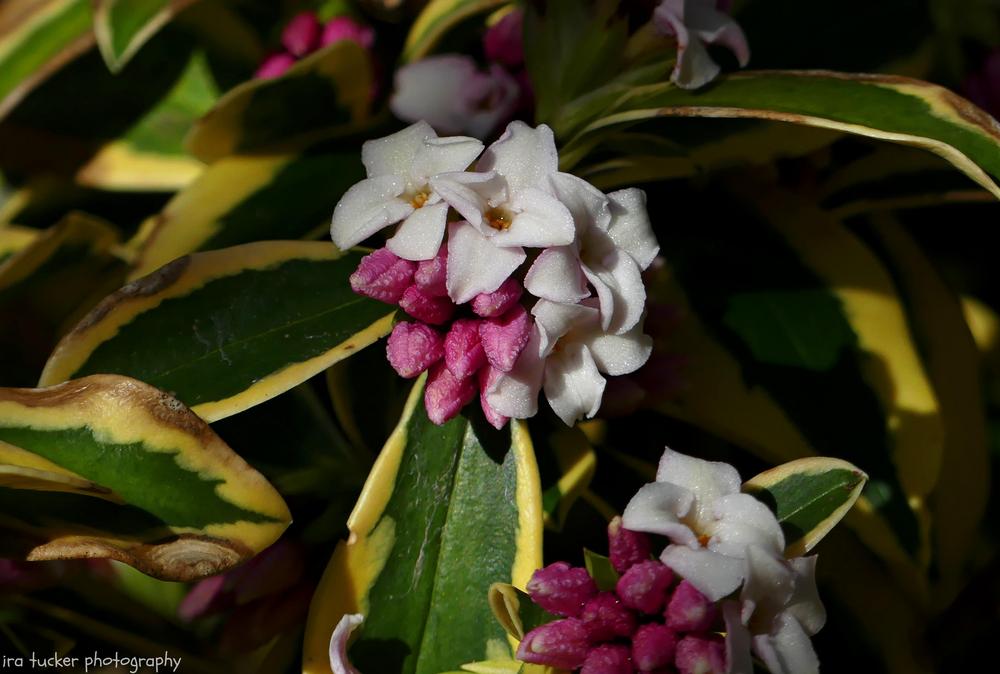 Photo of the bloom of Winter Daphne (Daphne odora &lsquo;Mae-jima&rsquo;) posted by