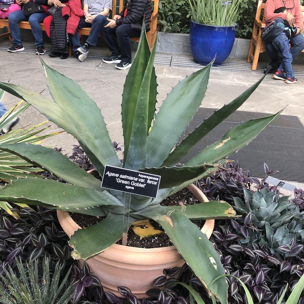 Agave salmiana var ferox Green Goblet 88