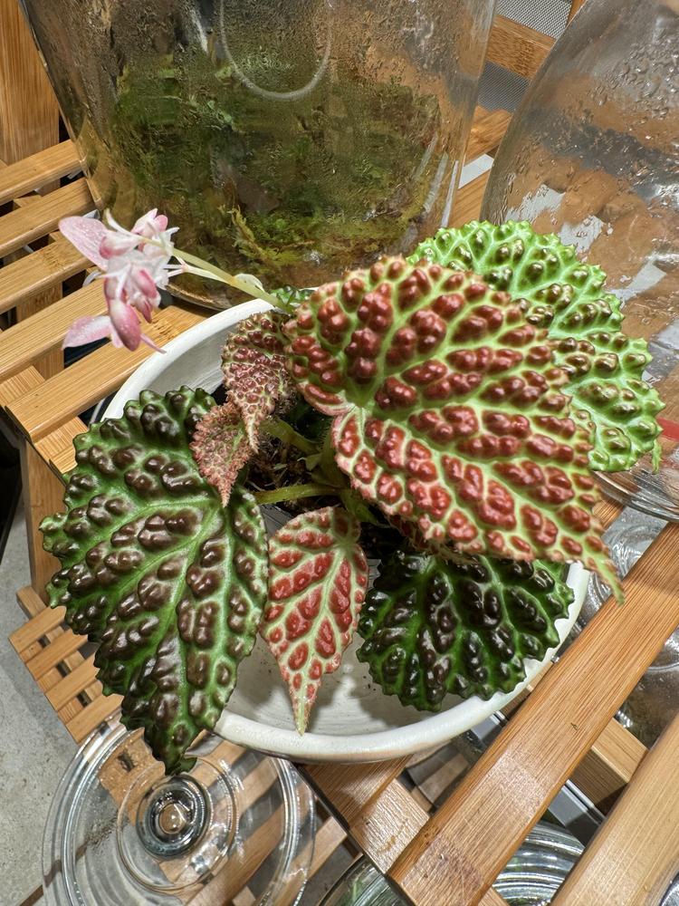 Begonia (Begonia dracopelta) in the Begonias Database