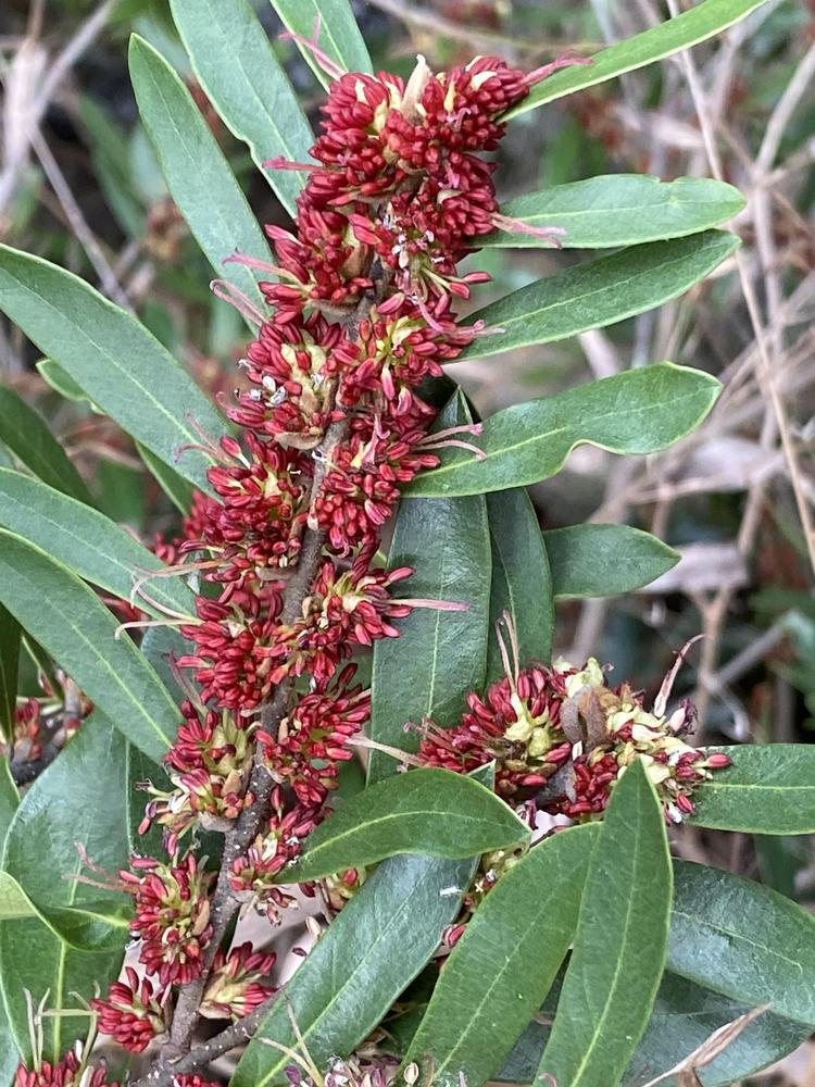 Photo of the bloom of Myrtleleaf Distylium (Distylium myricoides