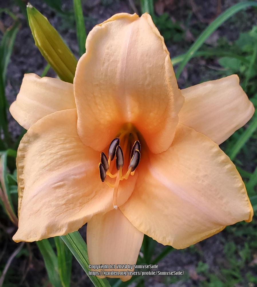 Daylily (Hemerocallis 'Lady (B.O.B.)') in the Daylilies
