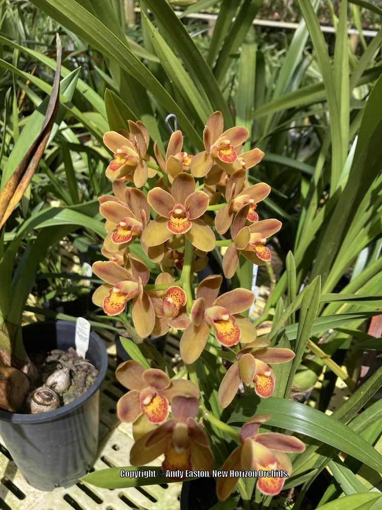 photo-of-the-stem-scape-stalk-or-bark-of-orchid-cymbidium-aussie