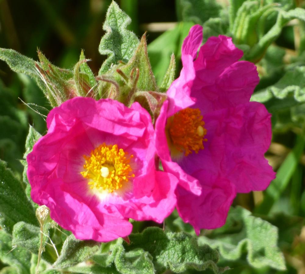 Pink Roses Incence Rocks Rock Rose (Cistus x incanus 'Sunset') in the Rockroses Database ...
