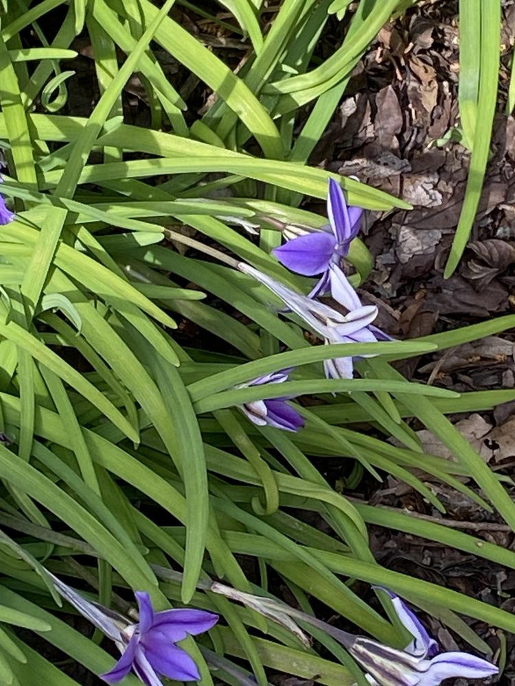 Photo of the bloom of Spring Starflower (Ipheion uniflorum 'Froyle Mill