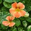 Photo Courtesy of Baker Creek Heirloom Seeds. Used with permissio