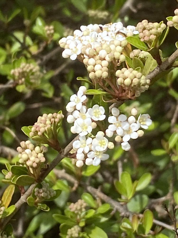 Photo of the bloom of Viburnum obovatum 'Raulston Hardy' posted by SL