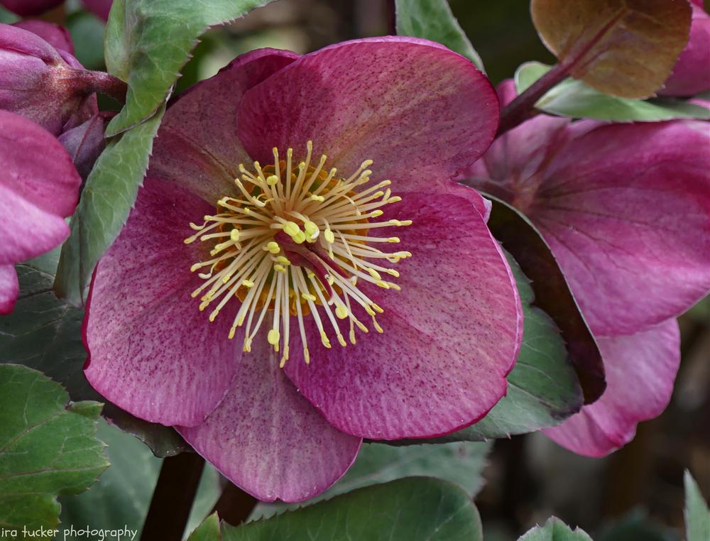 Photo of the bloom of Hellebore (Helleborus Frostkiss™ Dorothy's Dawn