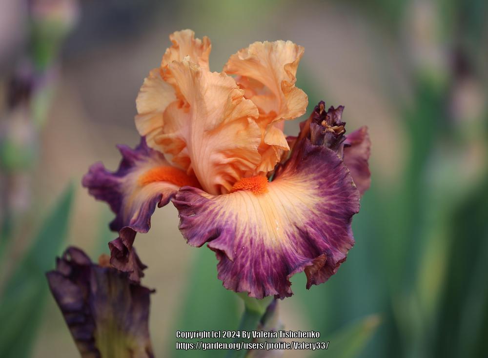 Photo of the bloom of Tall Bearded Iris (Iris 'Brazilian Art') posted