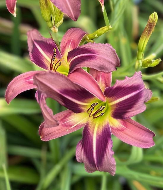 Photo of the bloom of Daylily (Hemerocallis 'Starman's Quest') posted