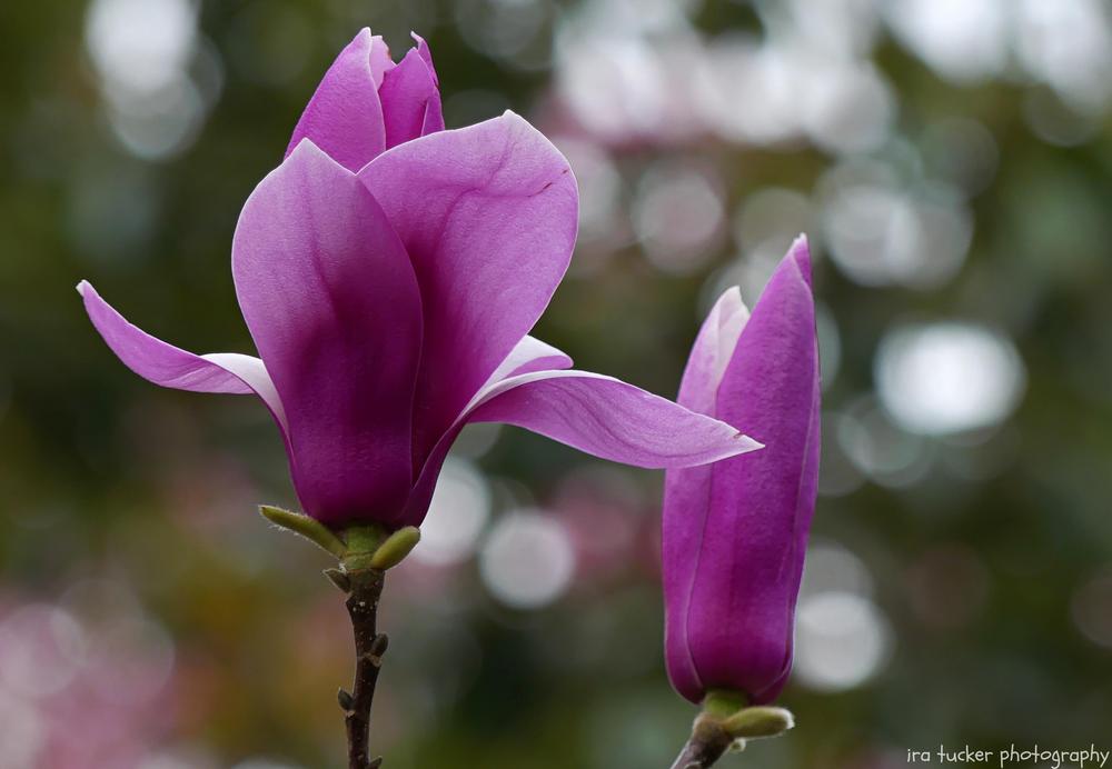 Saucer Magnolia (Magnolia x soulangeana 'Verbanica') in the Magnolias
