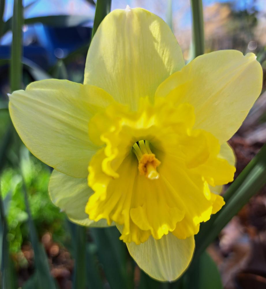 Photo of the bloom of Largecupped Daffodil (Narcissus 'Saint Patrick's