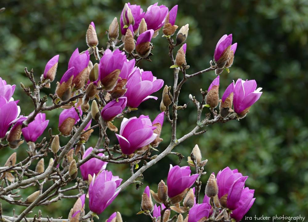Saucer Magnolia (Magnolia x soulangeana 'Alexandrina') in the Magnolias