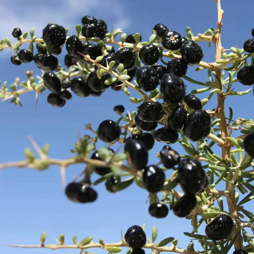 Lycium Ruthenicum Black Goji Berry (Lycium ruthenicum 'Black Pearl') - Garden.org