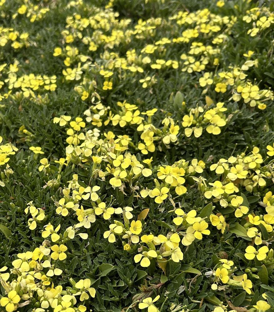 Photo of the entire plant of Wallflower (Erysimum 'Jubilee Gold