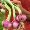 Photo Courtesy of Baker Creek Heirloom Seeds. Used with permissio