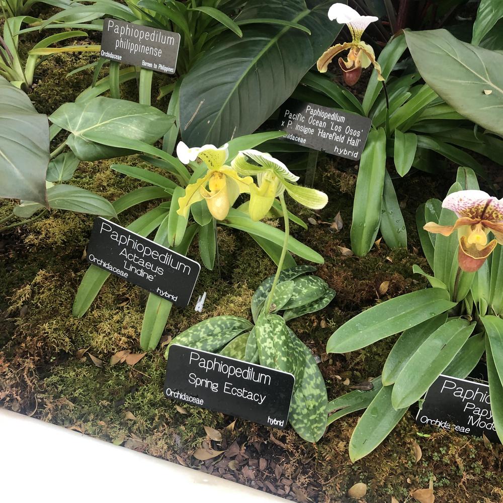 Orchid (Paphiopedilum Spring Ecstacy) - Garden.org