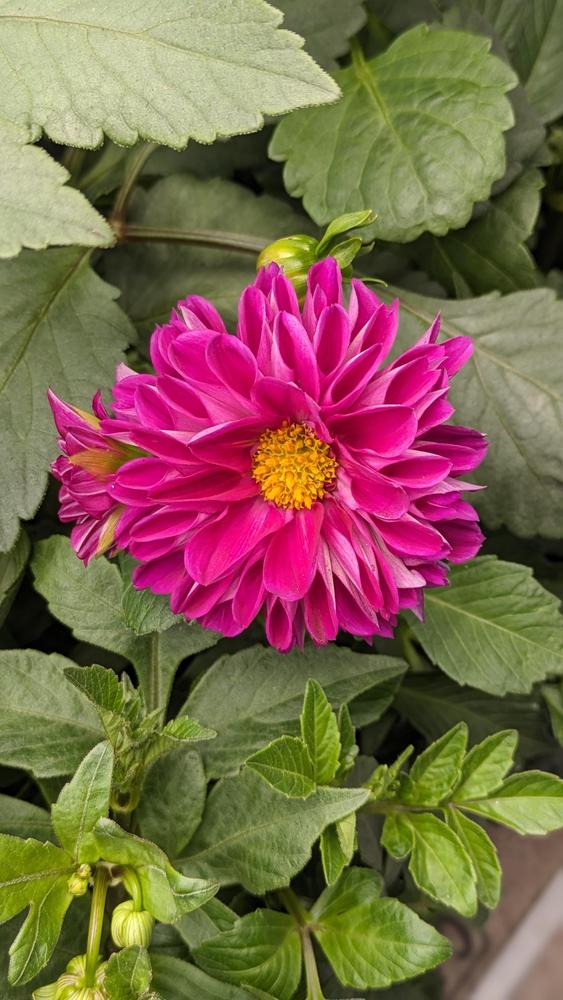 Vibrant Dahlia Figaro Background Photography Vibrant Dahlia Figaro Background Photography