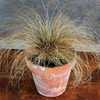Photo Courtesy of Baker Creek Heirloom Seeds. Used with permissio