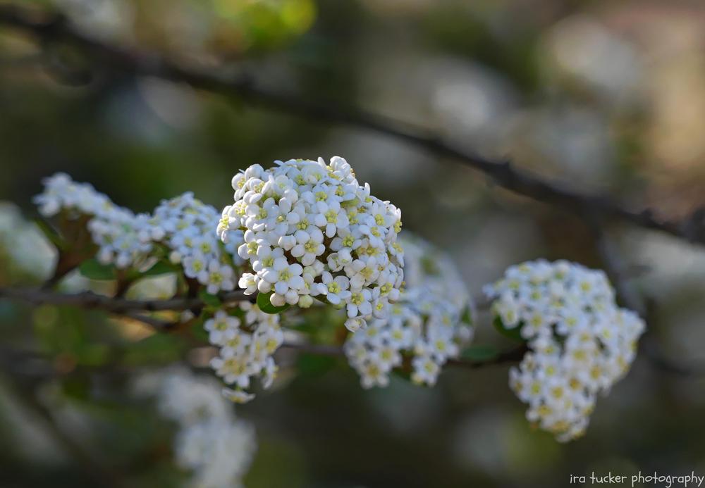Photo of the bloom of Viburnum obovatum 'Christmas Snow' posted by