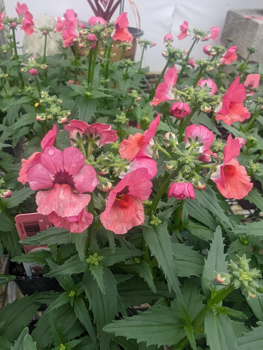 Photo of the entire plant of Nemesia fruticans Nesia™ Magenta posted by