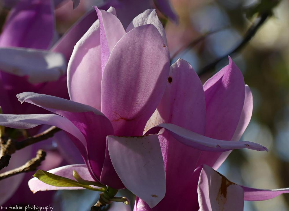 Photo of the bloom of Saucer Magnolia (Magnolia x soulangeana
