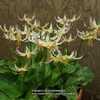 Erythronium 'Joanna'