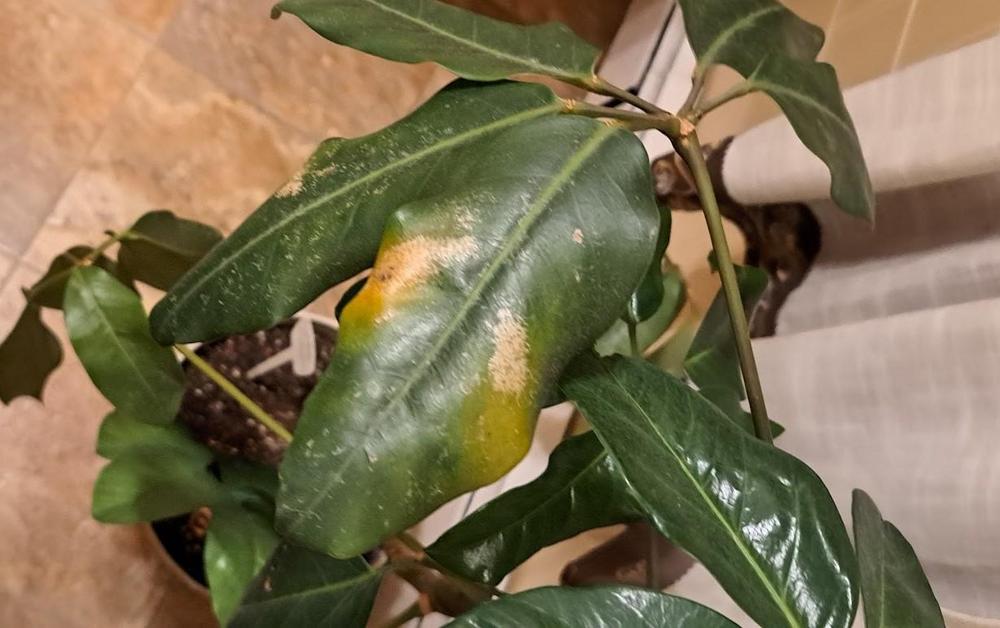 Schefflera leaves turning BLACK in the Ask a Question forum