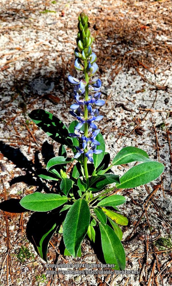 Photo of the entire plant of Sky-blue Lupine (Lupinus diffusus) posted ...