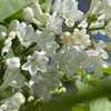 Some florets have four petals (like most lilacs) and some have mo