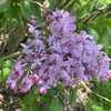 Syringa vulgaris 'Marchal Foch'