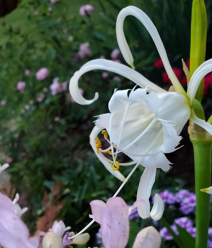 Photo of the bloom of Peruvian Daffodil (Ismene narcissiflora) posted