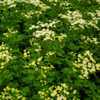 Photo courtesy of Annie's Annuals and Perennials