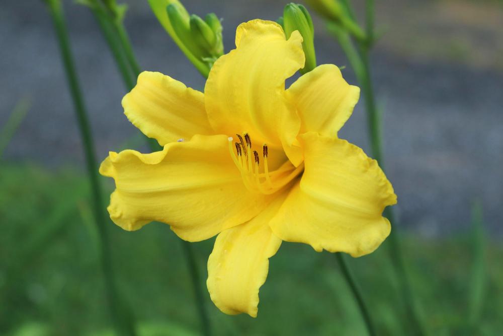 Daylily of the Day Statuesque in the Plants of the Day forum