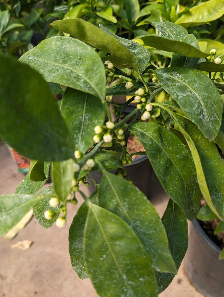 Photo of the leaves of Satsuma Orange (Citrus reticulata 'Owari