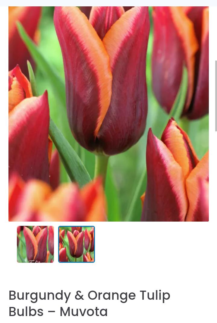 OT The Porch Swing Spring 2024 in the Daylilies forum