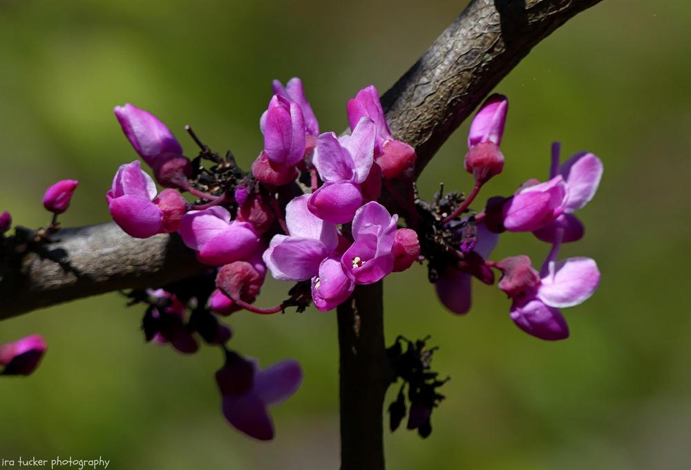 Photo of the bloom of Eastern Redbud (Cercis canadensis Burgundy Hearts