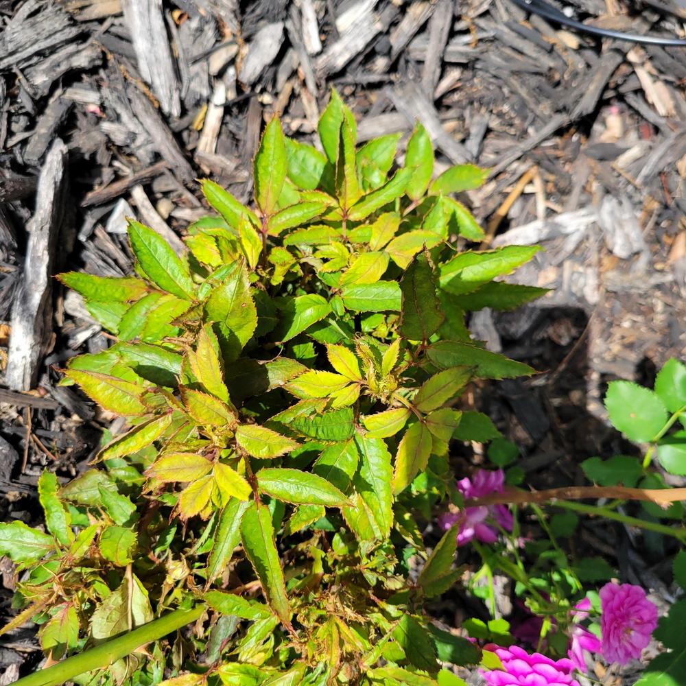 Rose Rosette or just bad roses? in the Roses forum - Garden.org