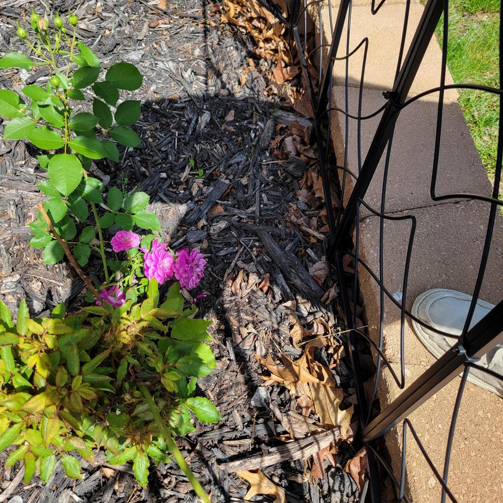 Rose Rosette or just bad roses? in the Roses forum - Garden.org