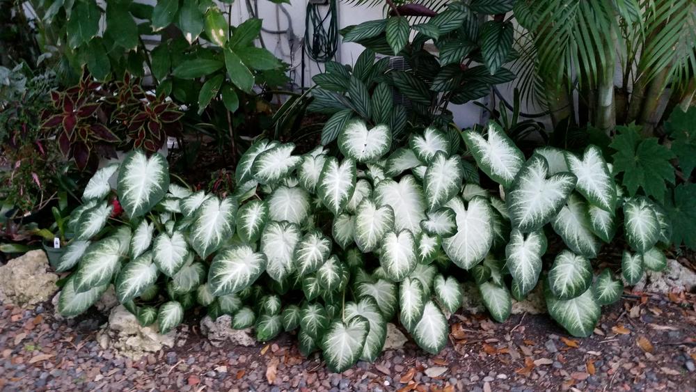 Photo of the entire plant of Fancy-leaf Caladium (Caladium 'Aaron ...