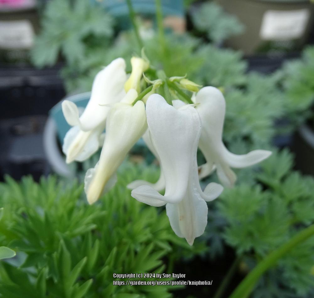 Photo of the bloom of Bleeding Heart (Dicentra Amore™ Titanium) posted