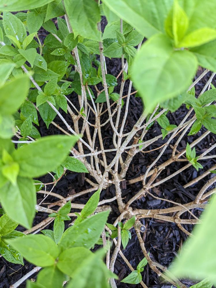 Little Lime Hydrangea not leafing out well, stems look dry/unhealthy