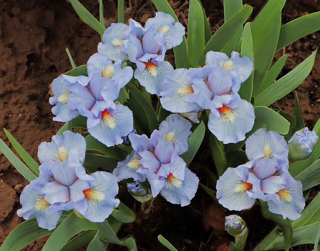 Miniature Dwarf Bearded Iris (Iris 'Low to the Ground') in the Irises ...