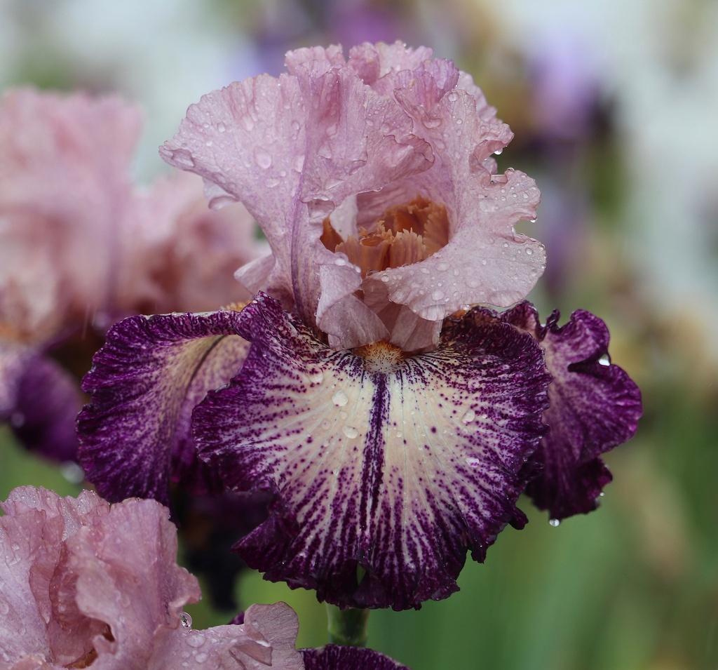 Tall Bearded Iris (Iris 'Plenty of Jazz') in the Irises Database